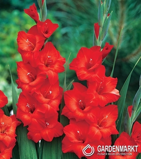 Gladiolus Gladiole Mascagni 5 St.