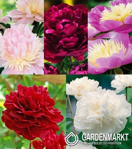 Eingestellt Pfingstrose Paeonia "4" I Wahl