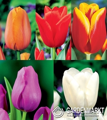 Eingestellt Triumph Tulpe 2