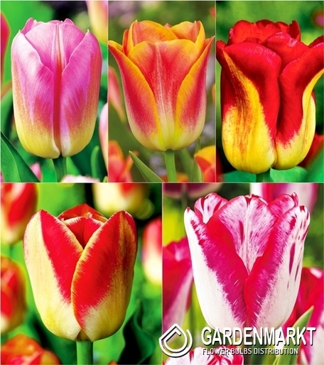 Eingestellt Bicolor Tulpe