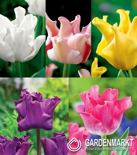 Eingestellt Exclusiv Tulpe 1