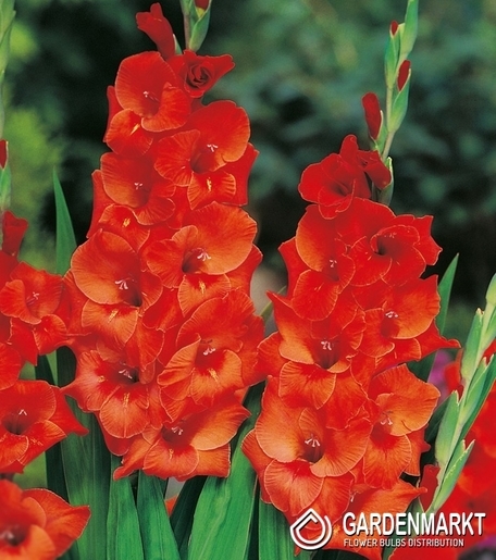 Gladiolus Gladiole Wig's Sensation 5 St.