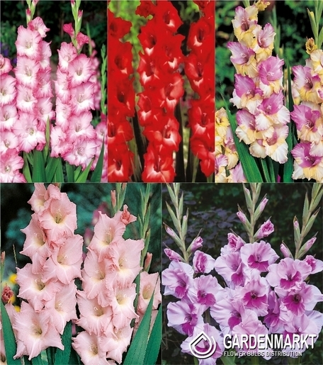 Eingestellt Gladiolus Gladiole Mehrblütige "11" 12/14