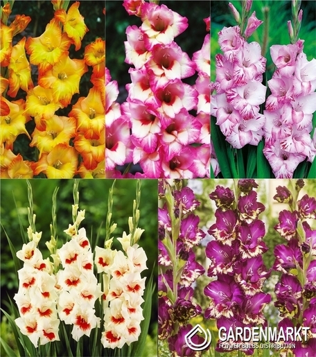 Eingestellt Gladiolus Gladiole Mehrblütige "15" 12/14