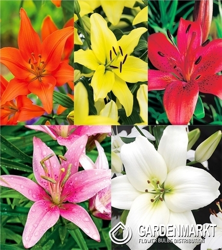 Eingestellt Asiatische Lilie "2" 16/18