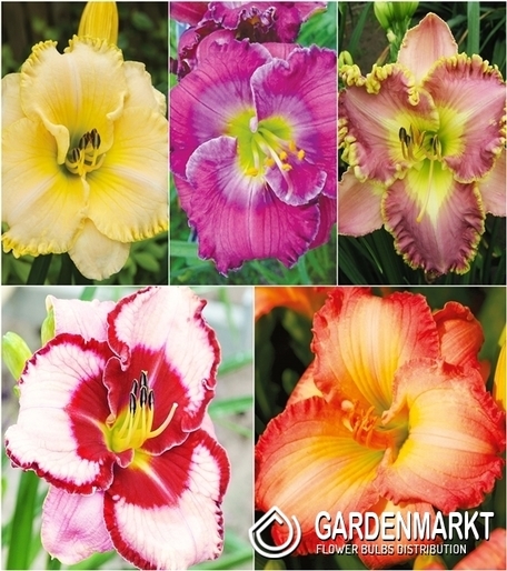 Eingestellt Hemerocallis Taglilie "5" I Wahl