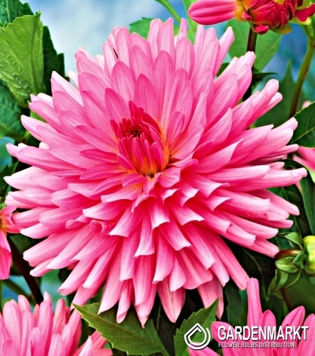 Dahlie Kaktus Rosa 1 St.