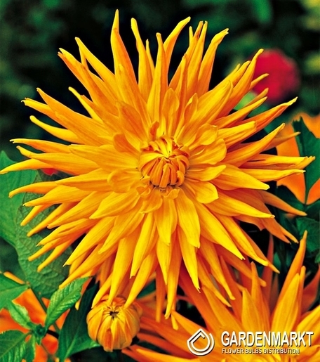Dahlie Kaktus Orange 1 St.