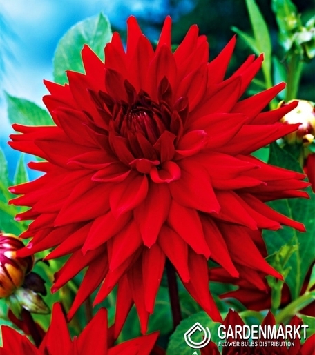 Dahlie Kaktus Rot 1 St.