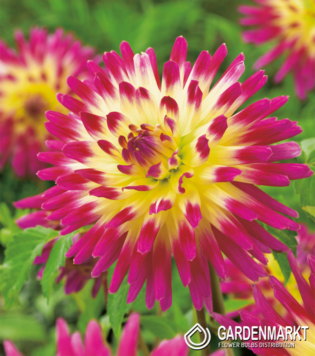 Dahlie Kaktus Tahiti Sunrise 1 St.