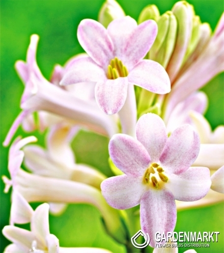 Polianthes Tuberosa - Sensation 1 St.