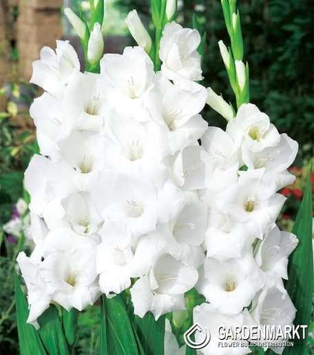 Gladiolus Gladiole Solist 5 St.