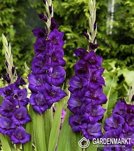Gladiolus Gladiole Purple Flora 5 St.