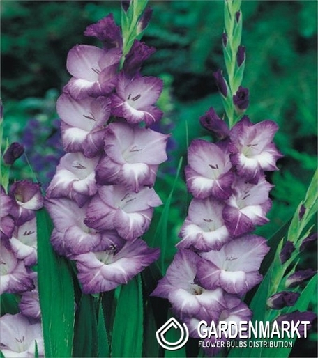 Gladiolus Gladiole Hidden Treasure 5 St.