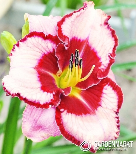 Hemerocallis Taglilie Lies & Lipstick 1 St.