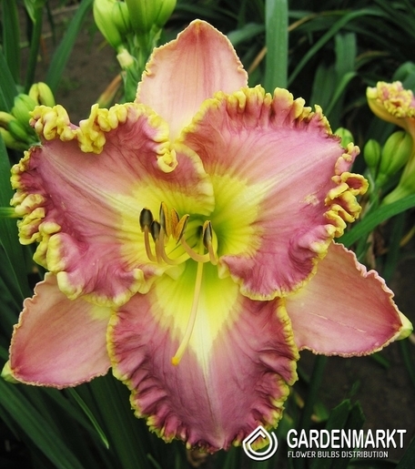 Hemerocallis Taglilie Lavender Tutu 1 St.