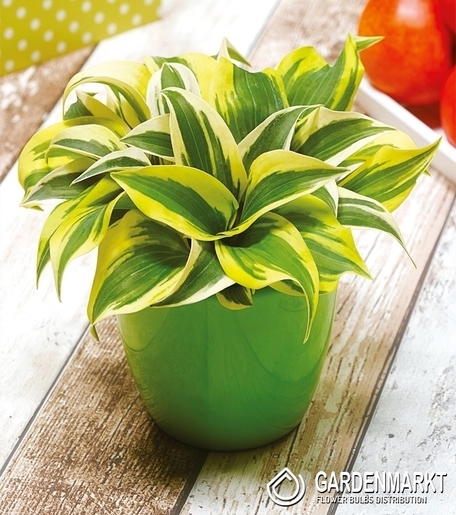 Hosta - Funkia Mini Frost 1 St.