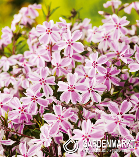 Phlox-Flammenblume Candy Stripes 1 St.