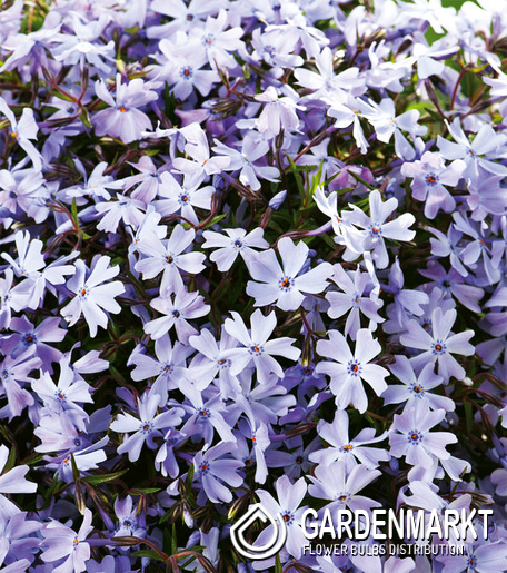 Phlox-Flammenblume Emerald Blue 1 St.