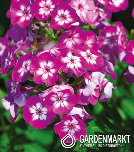 Phlox-Flammenblume Sweet Summer Fantasy 1 St.