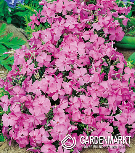 Phlox-Flammenblume Daniels Cushion 1 St.