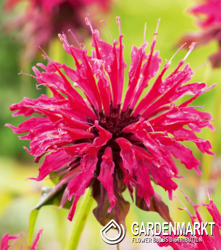 Indianernessel - Monarda Balmy Lilac 1 St.
