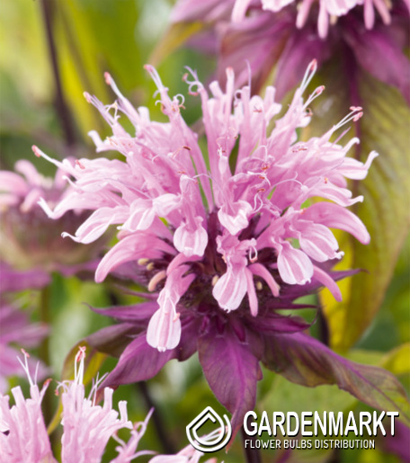 Indianernessel - Monarda Beauty Of Cobham 1 St.