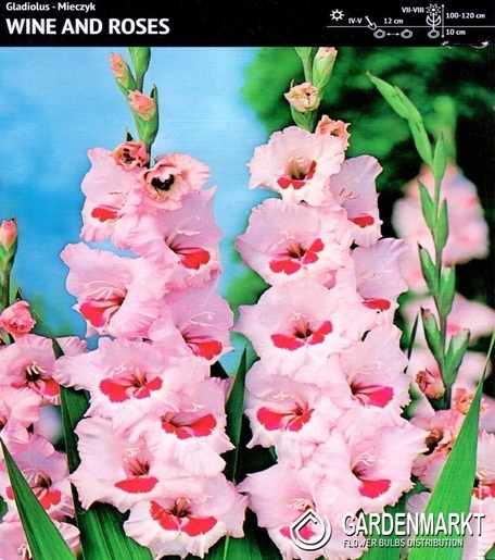 Gladiolus Gladiole Wine and Roses 5 St.