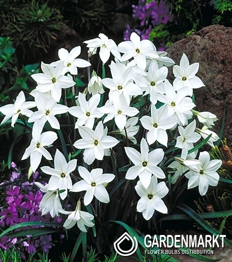 Ipheion Alberto Castello 10 St.