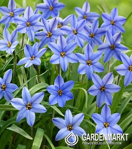 Ipheion Jessie 10 St.