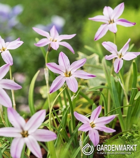 Ipheion Charlotte Bishop 10 St.