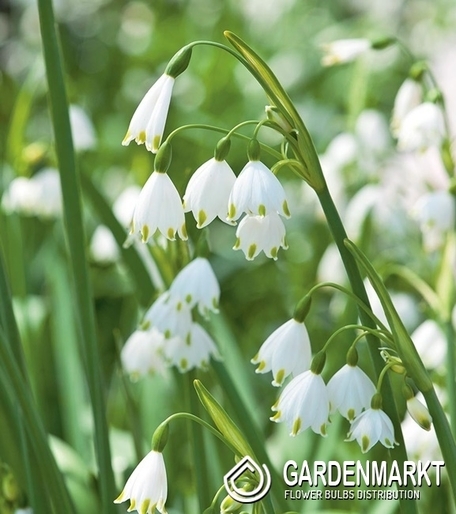 Leucojum Gravetye Giant 3 St.