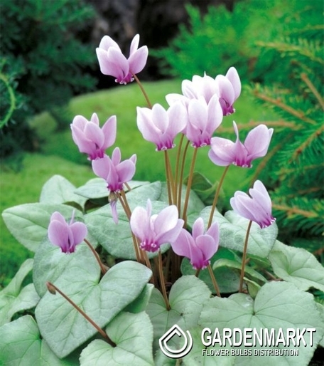 Cyclamen Hederifolium - Neapolitanum 1 St.