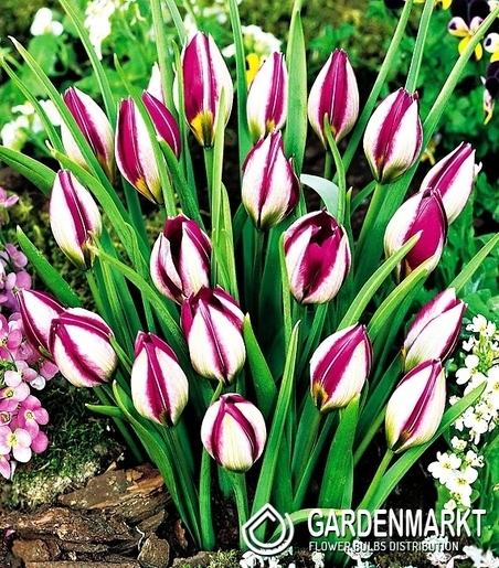 Tulpe Botanische Persian Pearl 5 St.
