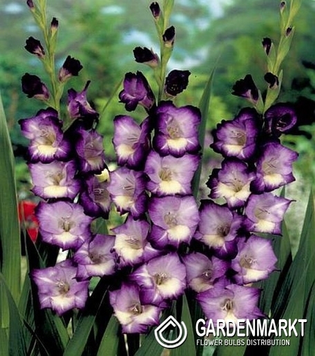 Gladiolus Gladiole King's Lynn 5 St.