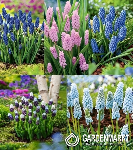 Eingestellt Traubenhyazinthe Muscari 3