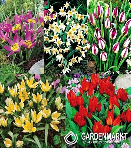 Eingestellt Tulpe Botanische 1