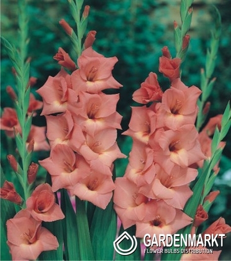 Gladiolus Gladiole Jessica 5 St.