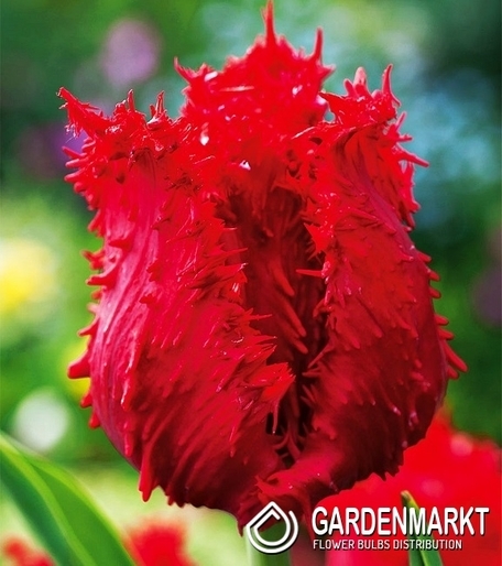 Tulpe Exklusiv Barbados 5 St.
