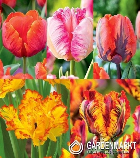 Eingestellt Tulpe Papagei 3
