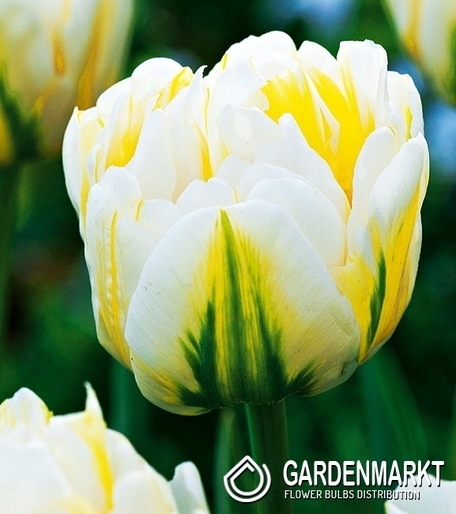 Tulpe Exklusiv Flaming Evita 5 St.