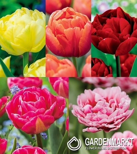 Eingestellt Gefüllte Tulpe 3