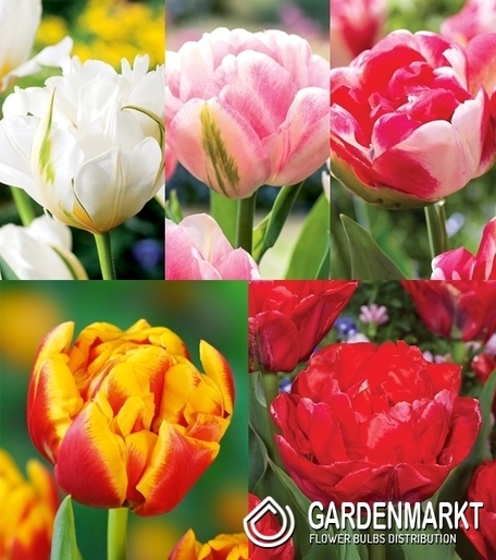 Eingestellt Gefüllte Tulpe 4