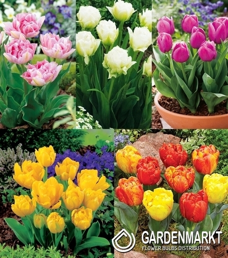 Eingestellt Tulpe fur Topf