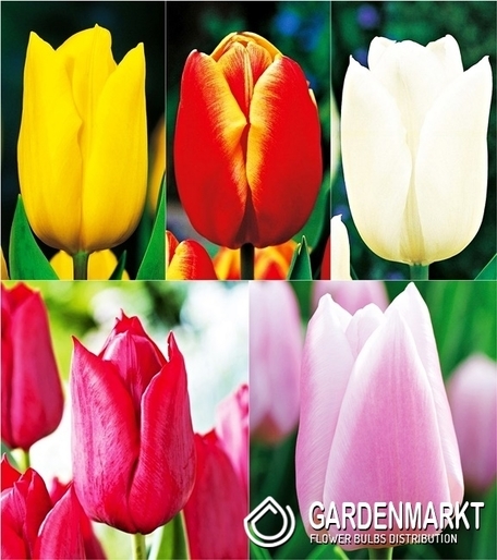 Eingestellt Tulpe Schnittblume