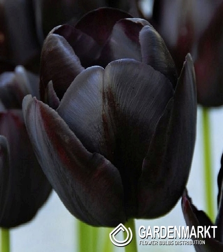 Tulpe Schwarz 10 St.