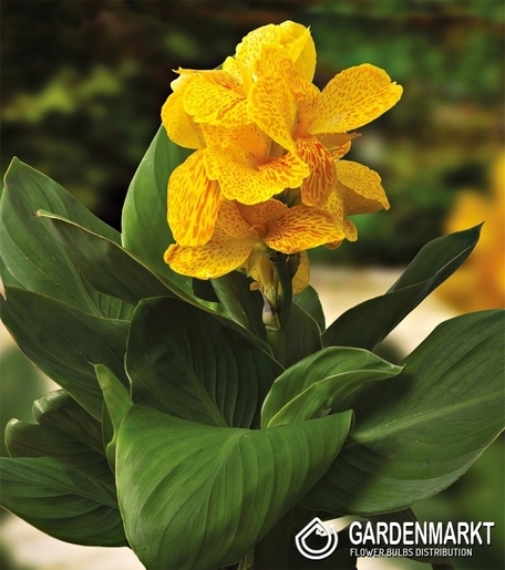 Canna-Blumenrohr Happy Emily 1 St.