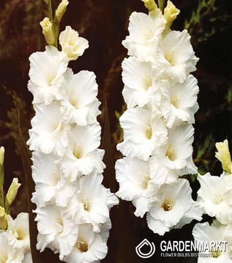 Gladiolus Gladiole Bangladesh 5 St.