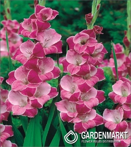 Gladiolus Gladiole Invitation 5 St.