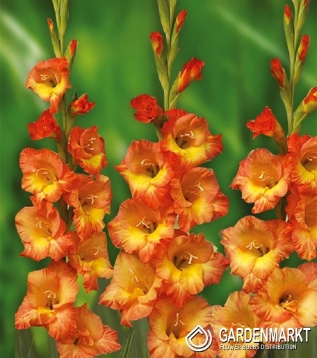 Gladiolus Gladiole Olympic Flame 5 St.